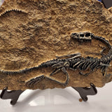 Dekoracija Dinosaurijskih Fosila