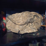 Slika slajda